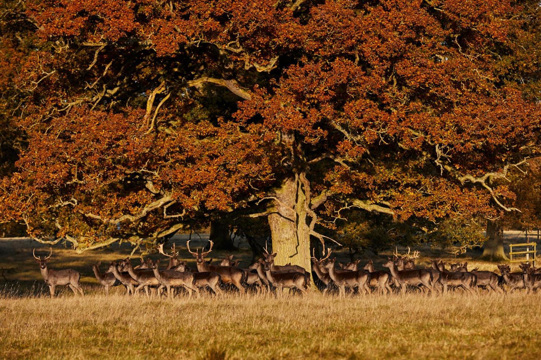 Falcon Hotel Towcester Dış mekan fotoğraf